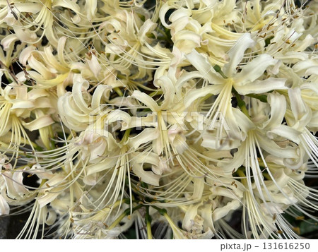 秋の花壇に咲く白いヒガンバナ、曼珠沙華 秋の花壇に咲く白いヒガンバナ、曼珠沙華 131616250