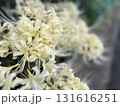 秋の花壇に咲く白いヒガンバナ、曼珠沙華 131616251