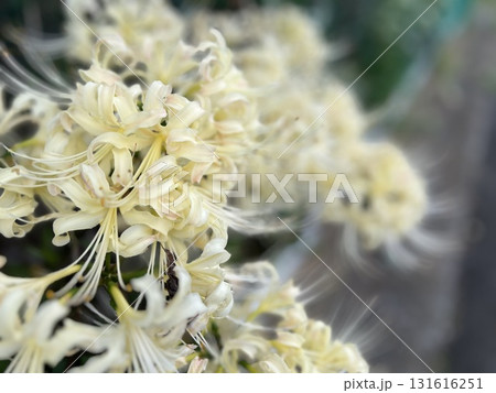 秋の花壇に咲く白いヒガンバナ、曼珠沙華 秋の花壇に咲く白いヒガンバナ、曼珠沙華 131616251