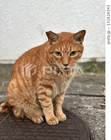 茶トラ猫（マンホールの上） 131616341