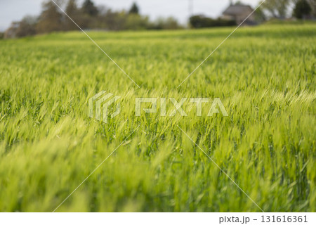 春の青麦畑 131616361