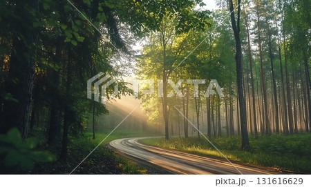 Serene Forest Pathway with Sunlight Filtering Through Lush Green Trees in Early Morning 131616629