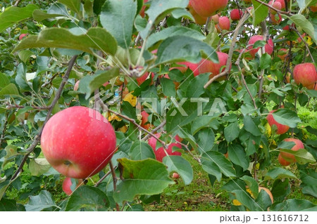 リンゴの木（青森県青森市） 131616712
