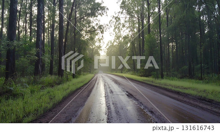 Serene Forest Road at Dawn with Mist and Sunlight Filtering Through the Trees 131616743