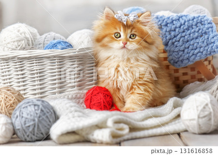 Fluffy red long haired little kitten with bow in white basket, knitted yarn and cozy home decor on wooden floor. Fluffy red long haired little kitten with bow in white basket, knitted yarn and cozy home decor on wooden floor. 131616858