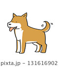 笑顔の柴犬 131616902