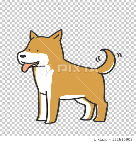 笑顔の柴犬 131616902