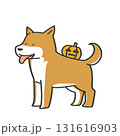 背中にかぼちゃを乗せた柴犬 131616903