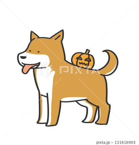 背中にかぼちゃを乗せた柴犬 131616903