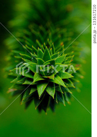 Unique close-up view of a vibrant green conifer with layered, spiral leaves against a blurred background 131617210