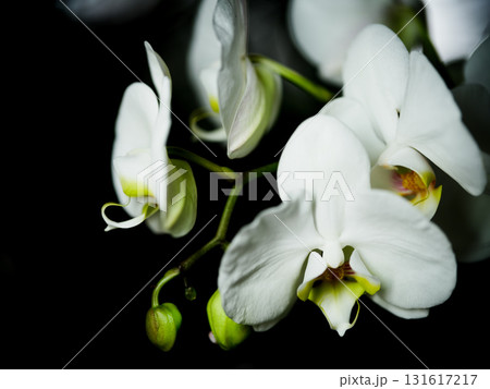 White orchids bloom gracefully in a dark background showcasing their delicate beauty and intricate details White orchids bloom gracefully in a dark background showcasing their delicate beauty and intricate details 131617217