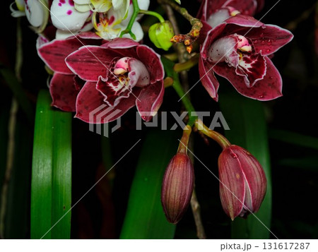 Beautiful purple orchids bloom among vibrant green leaves in a tropical garden setting 131617287