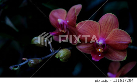 Beautiful orchids blooming in a dark garden setting during twilight hours 131617294