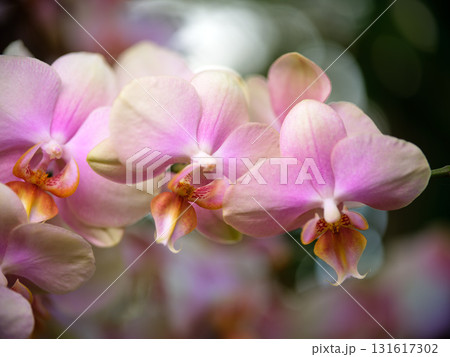 Colorful pink orchids blooming in a lush garden during springtime showcase their delicate beauty and intricate details Colorful pink orchids blooming in a lush garden during springtime showcase their delicate beauty and intricate details 131617302