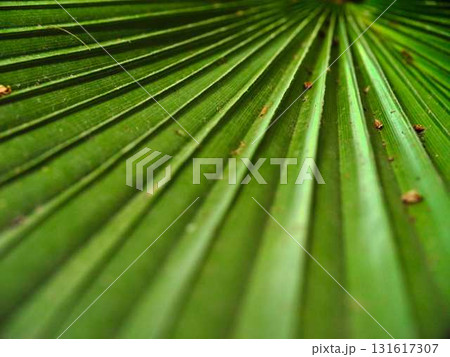 Stunning close-up of a vibrant green palm leaf showcasing intricate textures and patterns in natural light 131617307