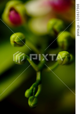 Close-up view of budding green flower stems against a blurred background in a lush garden setting during daylight hours Close-up view of budding green flower stems against a blurred background in a lush garden setting during daylight hours 131617308