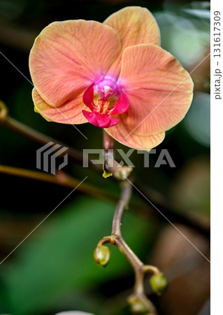 Beautiful orchid blossom showcasing vibrant colors in a tropical garden setting during daylight Beautiful orchid blossom showcasing vibrant colors in a tropical garden setting during daylight 131617309
