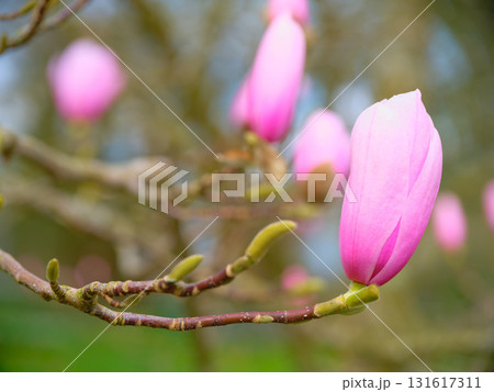 Magnolia tree branches adorned with soft pink buds in springtime bloom during a sunny day 131617311