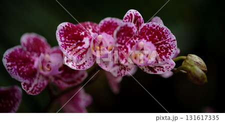 Beautiful pink and purple orchids bloom gracefully in a garden during springtime showcasing nature's vibrant colors Beautiful pink and purple orchids bloom gracefully in a garden during springtime showcasing nature's vibrant colors 131617335