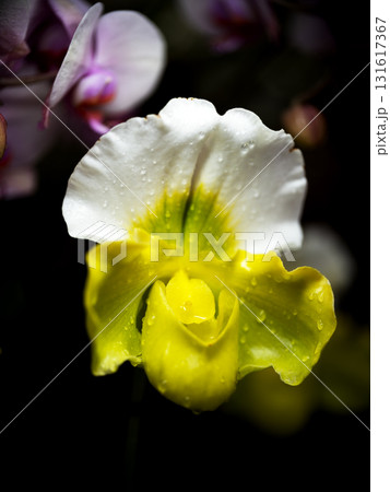 Beautiful yellow and white orchid flower with water droplets in a garden setting 131617367