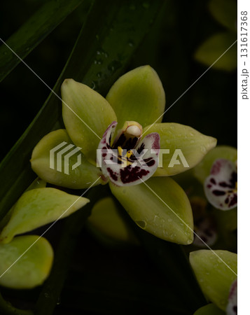 Vibrant green orchid blooms with deep purple markings under soft lighting in a lush garden setting 131617368