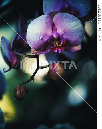 Beautiful purple orchid with delicate petals in a serene garden setting during early morning light Beautiful purple orchid with delicate petals in a serene garden setting during early morning light 131617369