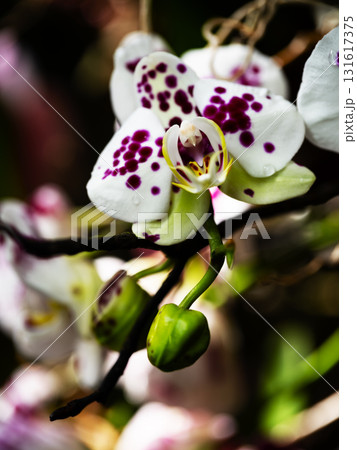 Beautiful purple spotted orchids blooming in a tropical garden during midday sunshine 131617375