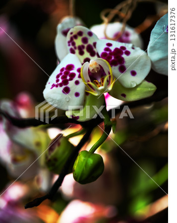 Colorful orchid blooms with unique patterns in a lush garden setting during spring season 131617376