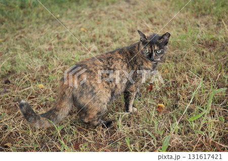 広場で遊ぶさび猫 広場で遊ぶさび猫 131617421