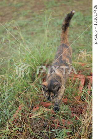 広場で遊ぶさび猫 広場で遊ぶさび猫 131617426