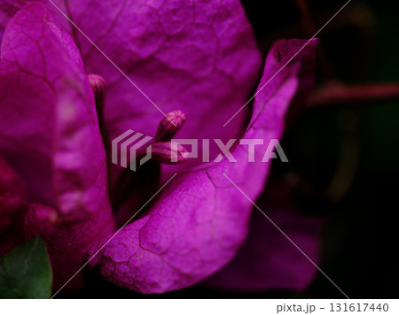 Close view of vibrant purple flower highlighting intricate petals and delicate textures in a lush garden setting 131617440