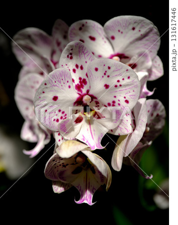 Colorful orchids bloom beautifully in a garden setting showcasing intricate patterns and vibrant colors during springtime Colorful orchids bloom beautifully in a garden setting showcasing intricate patterns and vibrant colors during springtime 131617446