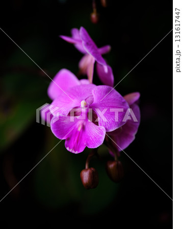 Vibrant pink orchid blooms in soft light against a dark background showcasing nature's delicate beauty 131617447