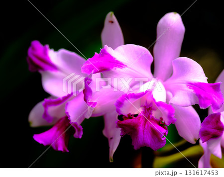 Vibrant purple orchids bloom in a lush garden during the warm afternoon sunlight 131617453