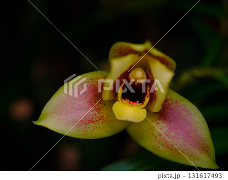 Colorful orchid blooms in a tropical garden during daylight, showcasing vibrant yellow and pink petals surrounded by lush foliage 131617493