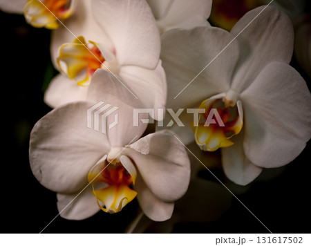 White orchids with vibrant details blooming in a cozy indoor garden during late afternoon sunlight 131617502