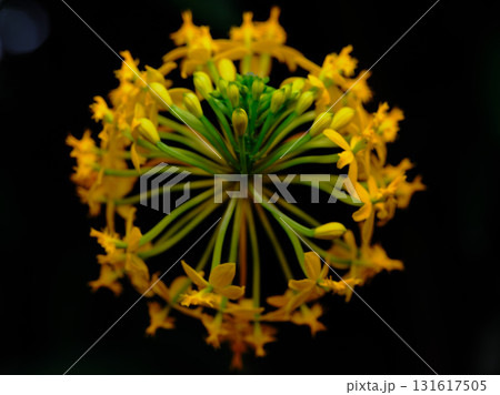Bright yellow flowers showcase intricate design in a close-up shot captured in a garden setting 131617505