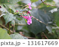 絶滅が危惧されているワタラセツリフネソウの花 131617669