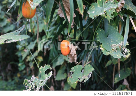 赤く実ったカラスウリの実 131617671