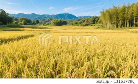 田んぼのドローン撮影 田んぼのドローン撮影 131617796