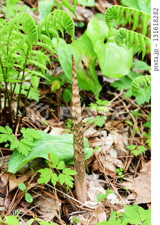 マムシグサの芽吹き 131618282
