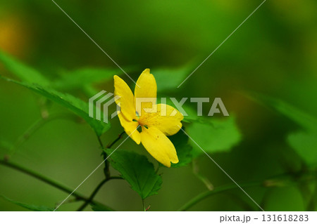 日陰に咲く一重のヤマブキ一輪 日陰に咲く一重のヤマブキ一輪 131618283