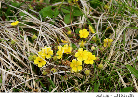 野に咲くミツバツチグリ 131618289