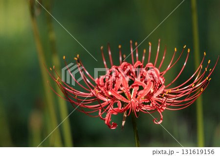 秋の気配を感じさせる色とりどりの彼岸花 秋の気配を感じさせる色とりどりの彼岸花 131619156
