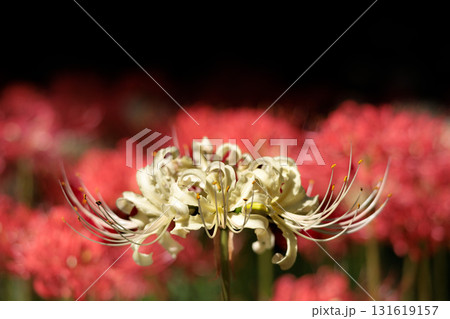 秋の気配を感じさせる色とりどりの彼岸花 131619157