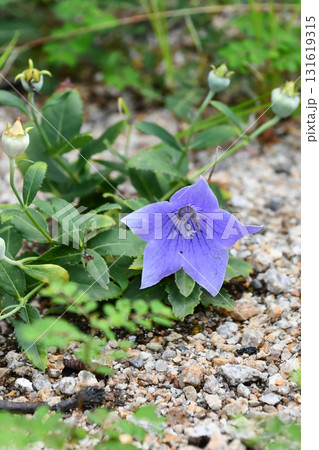 アポイキキョウ　Balloon flower 131619315
