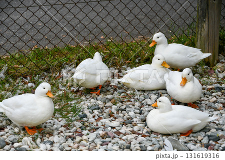 コールダック（アヒル）　Call Duck 131619316