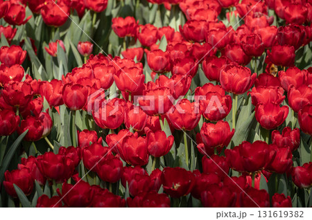 Full frame shot of red Tulips flower grow in the garden. Tulips is one of the world's most easily recognized and loved flowers. 131619382
