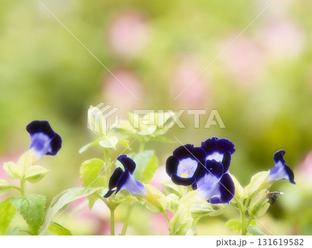 青いトレニアの花 青いトレニアの花 131619582