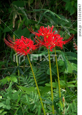 赤い彼岸花 赤い彼岸花 131619647